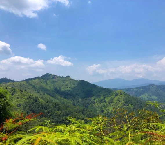 মিরিন্জা কক্সবাজার