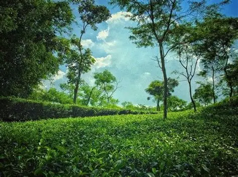 সিলেট রিল্যাক্স